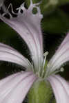 Eastern fringed catchfly